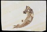 Fossil Fish (Knightia) - Wyoming #109981-1